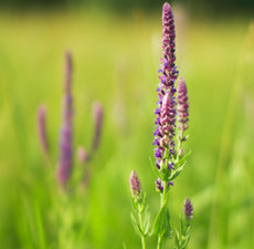 Clary Sage (Moldova) Essential Oil