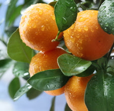 Clementine Essential Oil