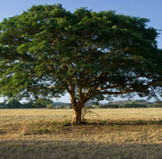 Copaiba Balsam Essential Oil