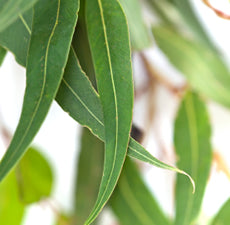 Eucalyptus Globulus 80/85% Essential Oil