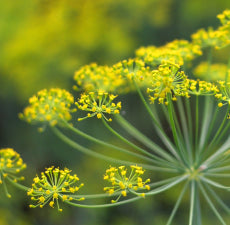 Fennel Sweet Essential Oil