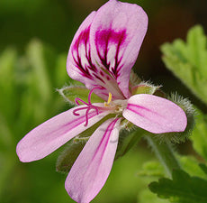 Geranium (Egyptian) Essential Oil