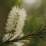 Tea Tree Floral Water